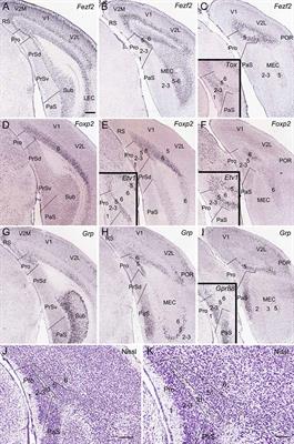 Afferent Projections to Area Prostriata of the Mouse